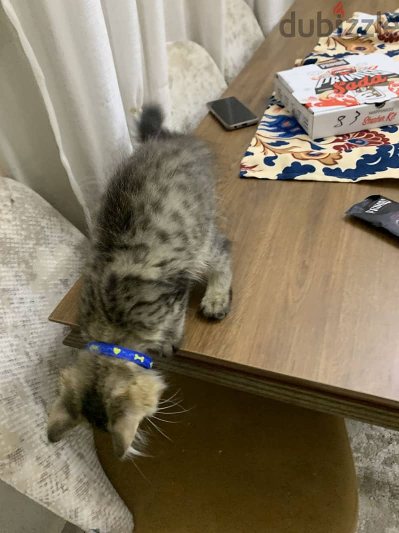 Male cat 1
