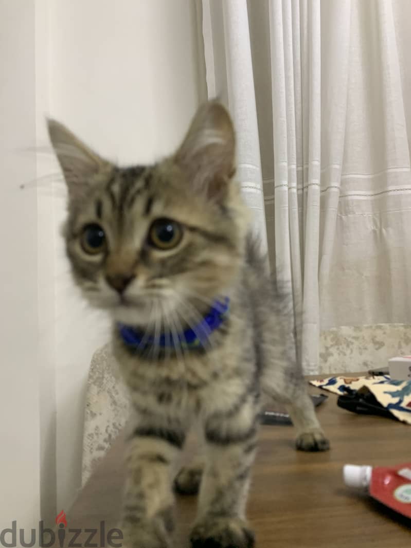 Male cat 2