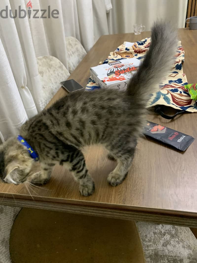 Male cat 3