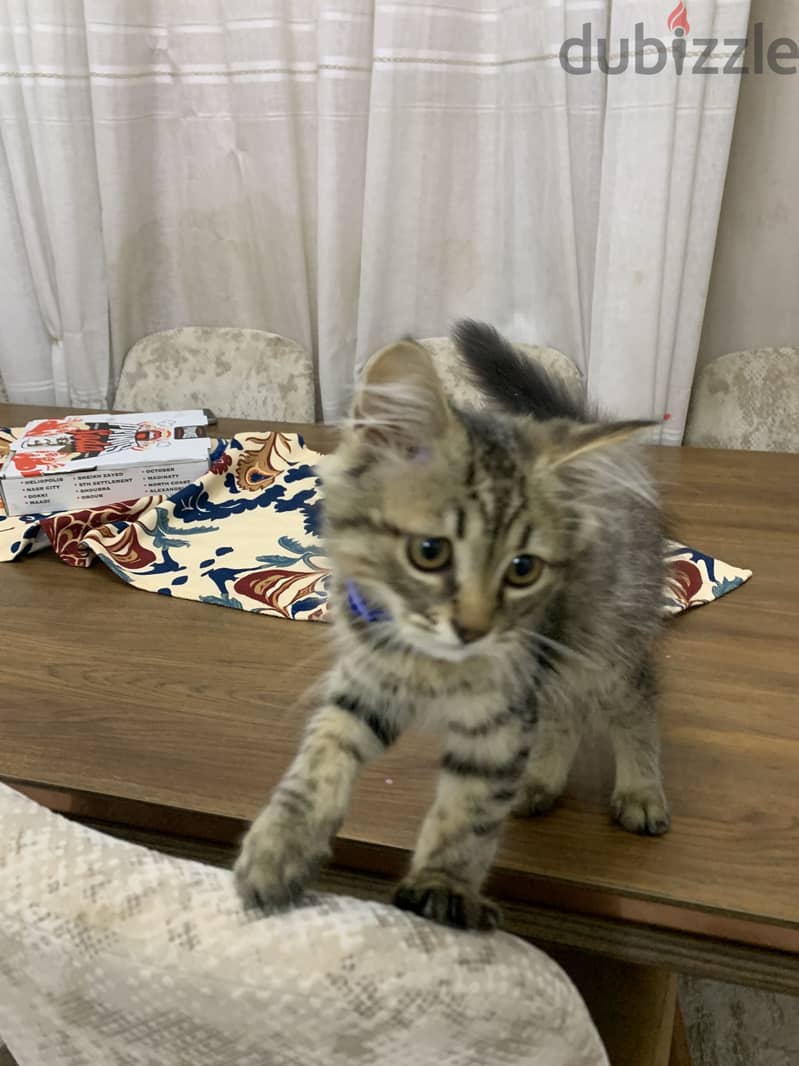 Male cat 4
