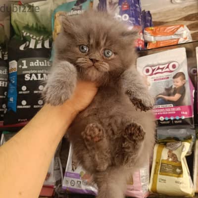 قطط شيرازي مون فيس