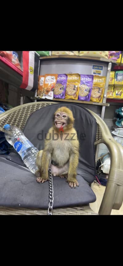 متاح احلى واجمل ولد مكاك صغير هادي جدا