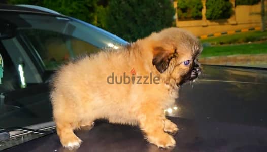 شيتزو بابي جراوي شيتزو بيور shi tzu puppy male and female