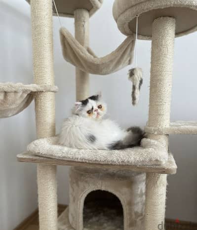 Persian kitten long hair