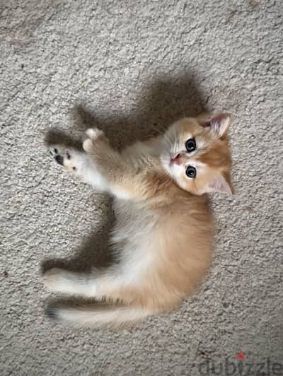 Elite Gold British Shorthair Kittens