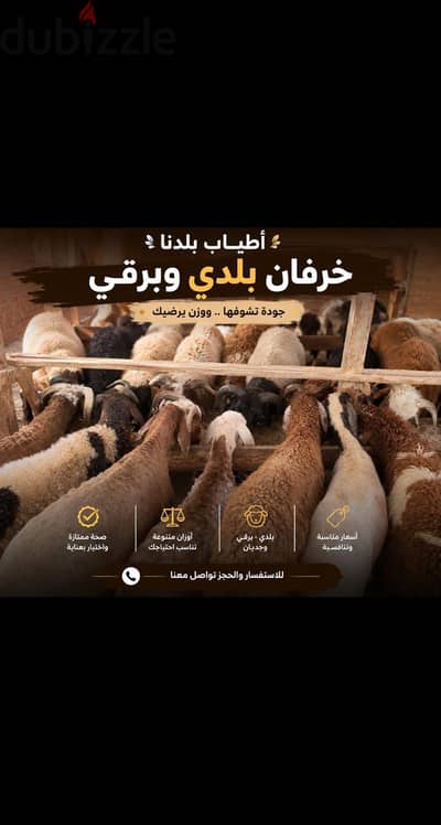 لحوم واضاحي