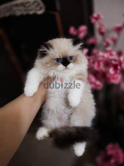 راغدول بيور