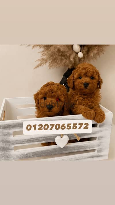 Toy poodle توي بودل