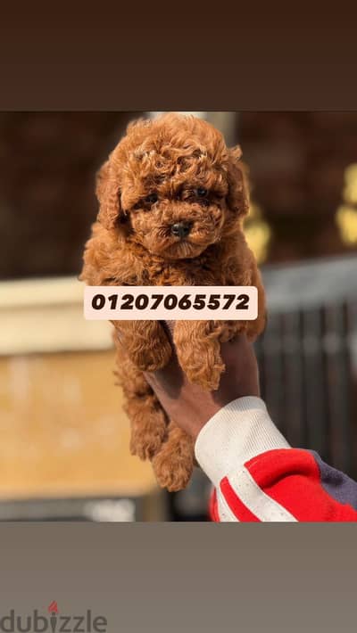 Toy poodle توي بودل