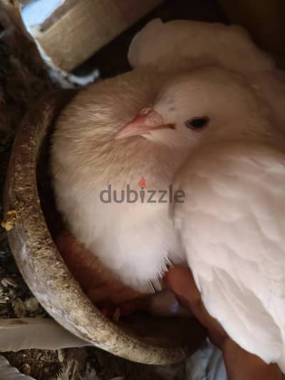 حمام لاحم بيور