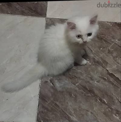 قطط شيراز بيور
