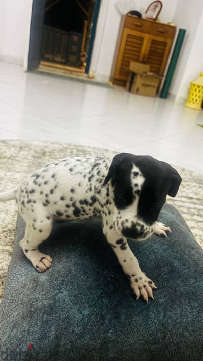 Dalmatian Dogs كلاب دالميشان