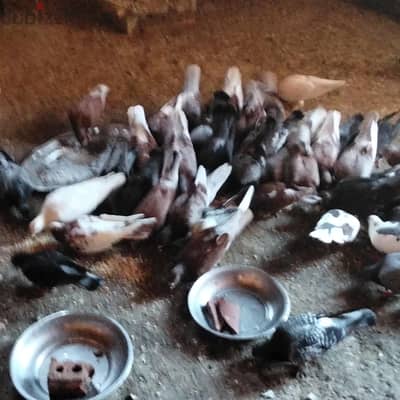 ماشاء 25 جوز حمام تقيل كله شغال