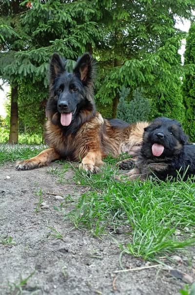 German shepherd puppies male female German جراوي جيرمن شيبرد ذكر انثي