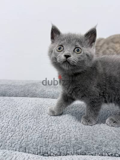Scottish Straight Kitten