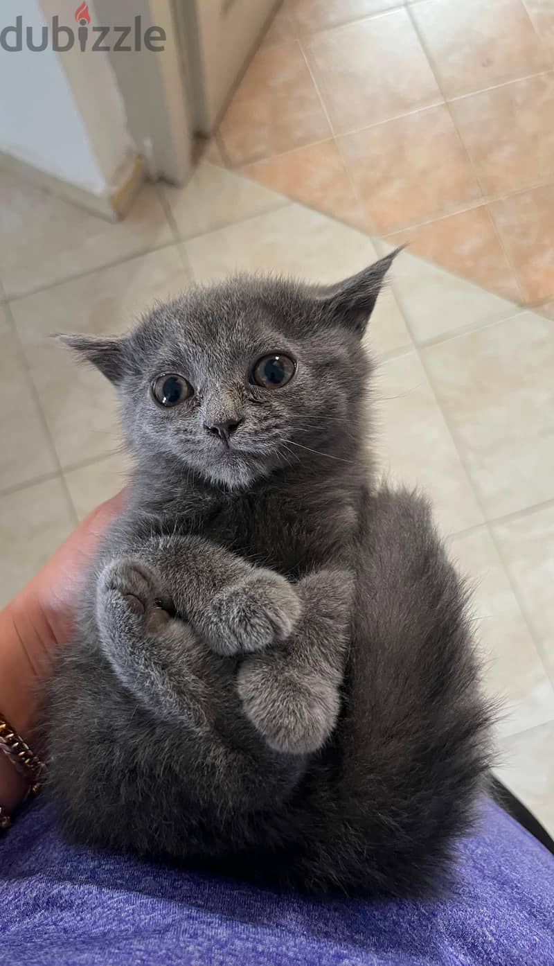 Scottish Straight Kitten 1