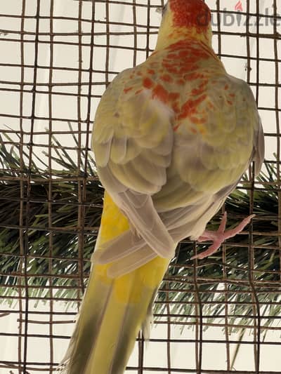 ريدرام