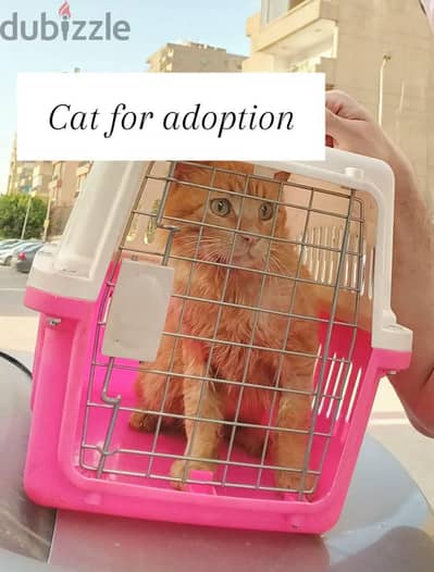 orange cat for adoption
