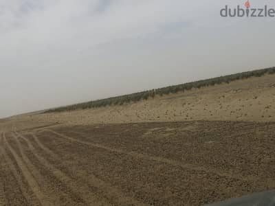 الزراعة طريق مضمون للإستثمار الواعد