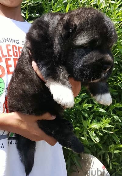 Caucasian shepherd puppies