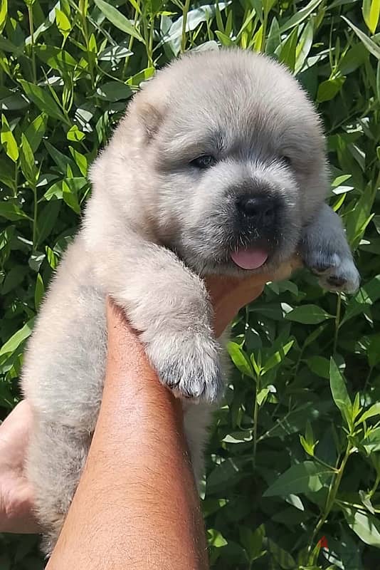 Caucasian shepherd puppies 1