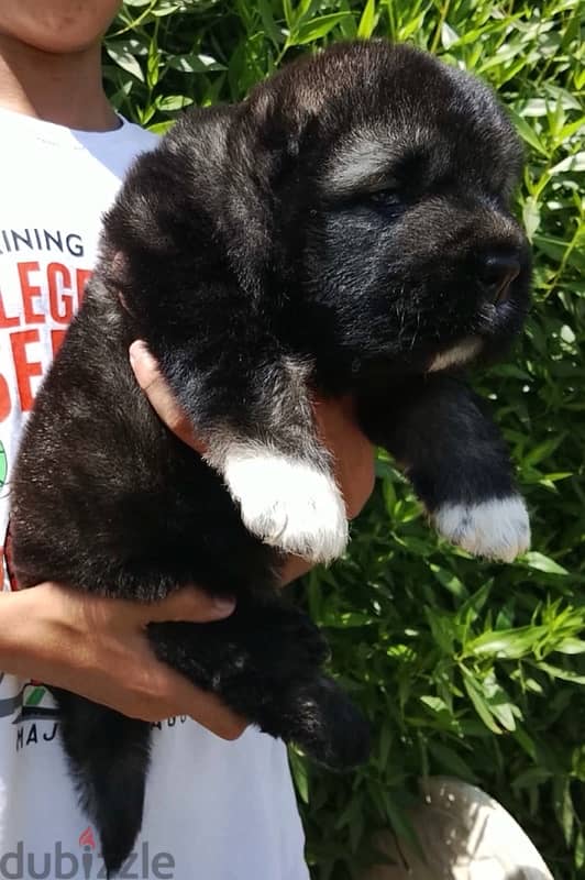 Caucasian shepherd puppies 2