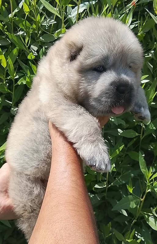 Caucasian shepherd puppies 3