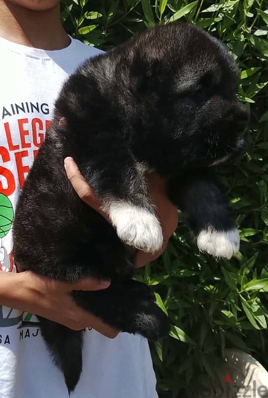 Caucasian shepherd puppies 4
