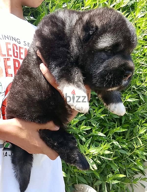 Caucasian shepherd puppies 5