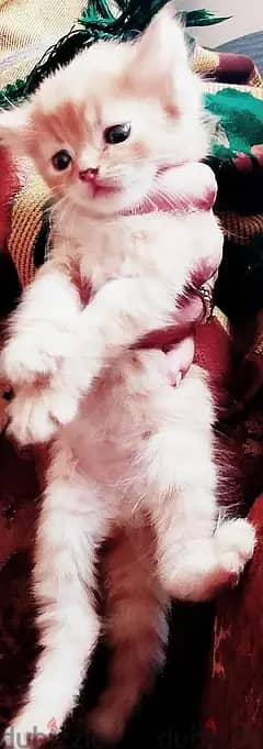 بيع قطط شيرازي