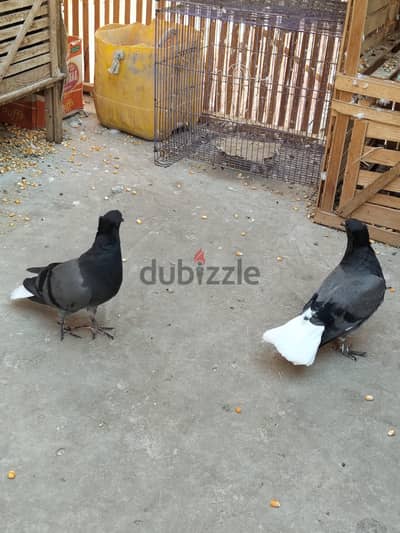 عش حلبيات زرق حاجه محترمه