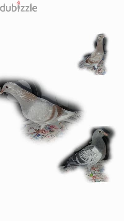 زغاليل زاجل