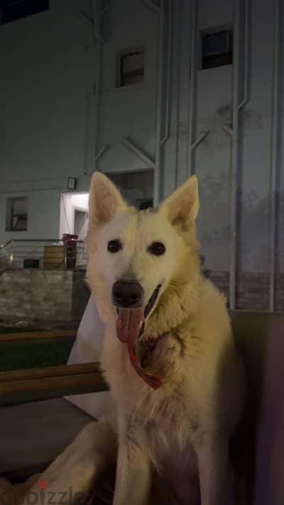 White german female dog