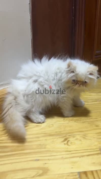Himalayan persian cat