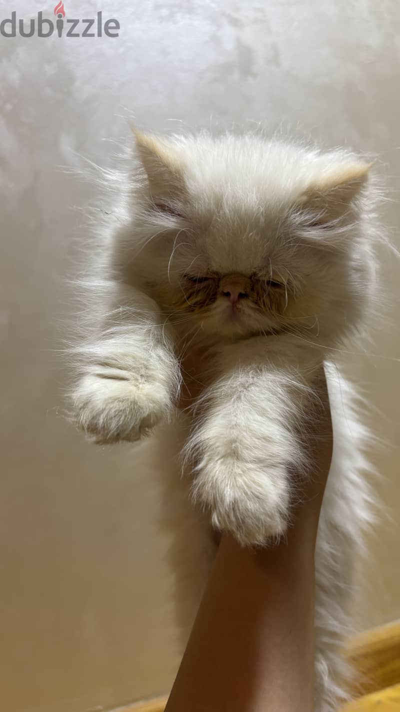 Himalayan persian cat 1