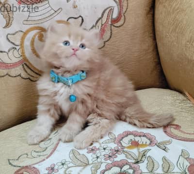 دباديب هاف بيكي جاهزه لبتها الجديد