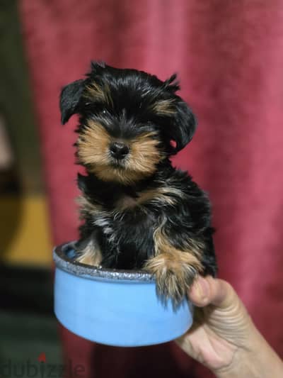 pure breed mini yorkshire