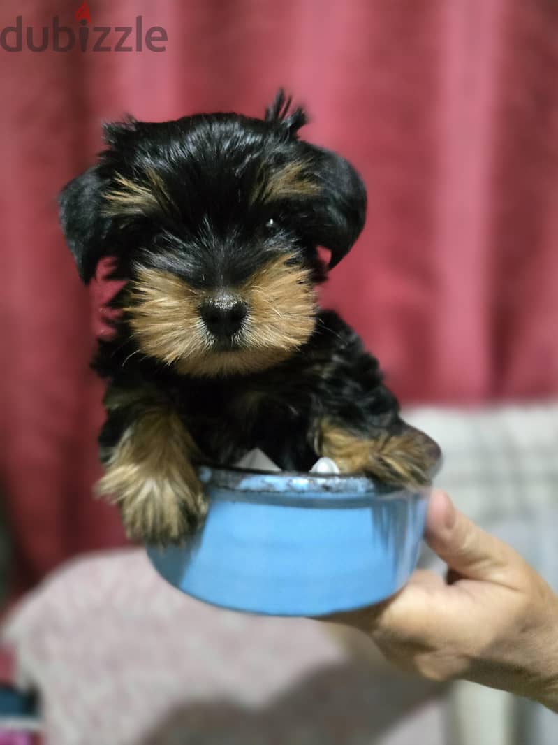 pure breed mini yorkshire 1