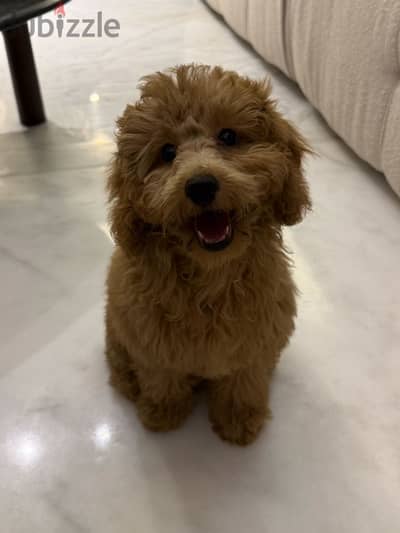 Toy poodle