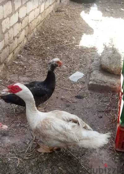 بط بلدى  للبيع