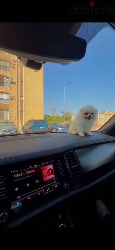 Pomeranian dog