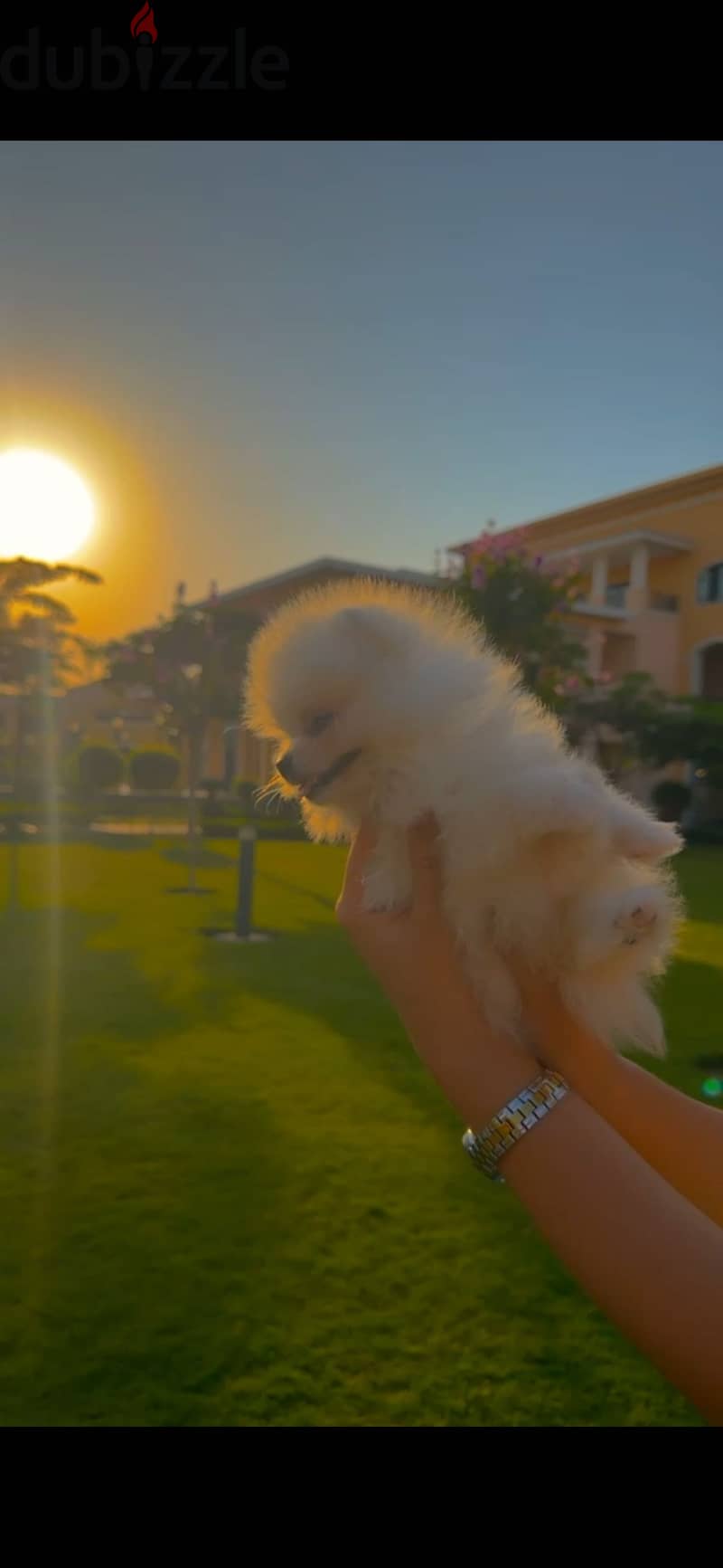 Pomeranian dog 1