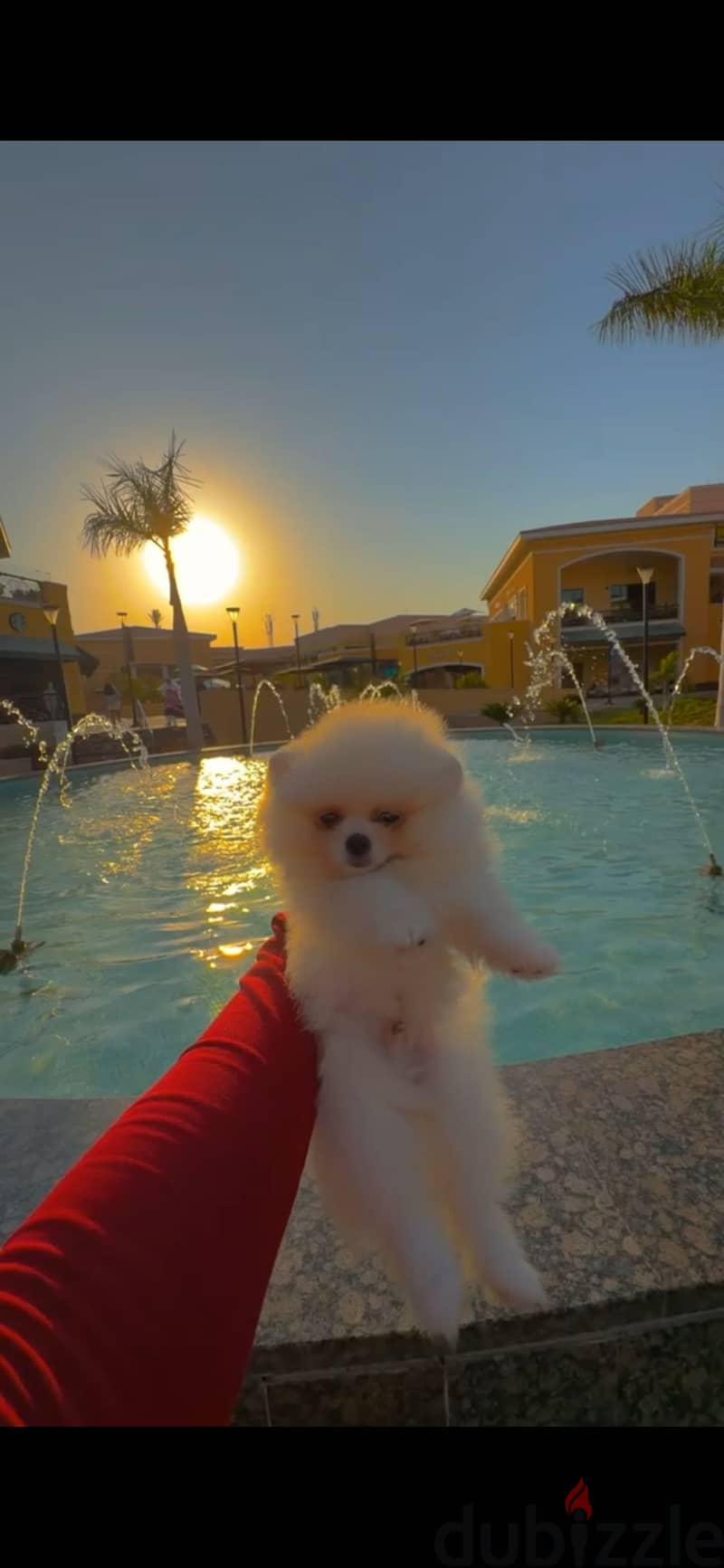Pomeranian dog 2