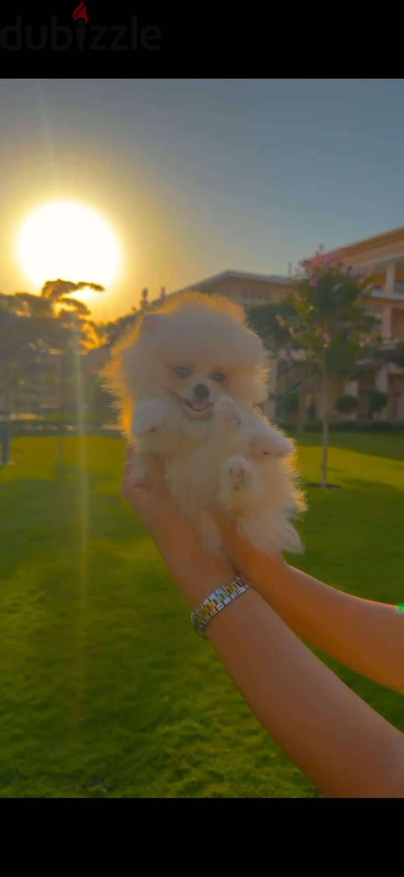 Pomeranian dog 3