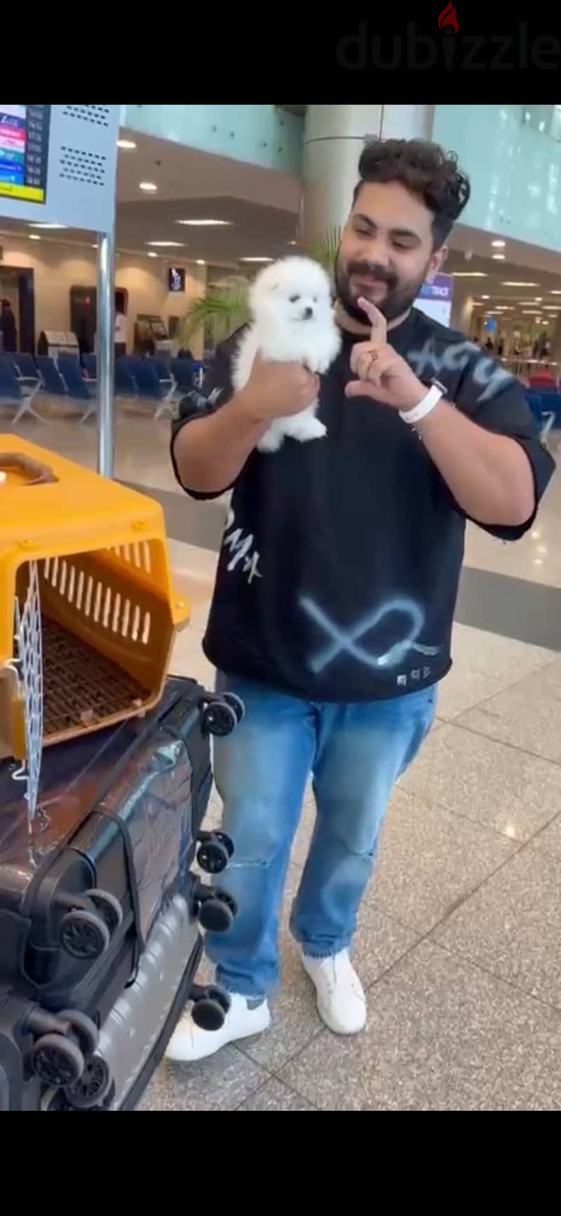 Pomeranian dog 4