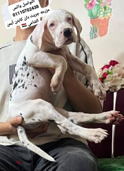 جريت دان Great Dan  great dane