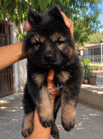 جيرمن شيبرد German Shepherd