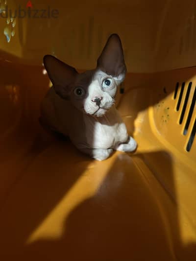 Sphynx Kitten