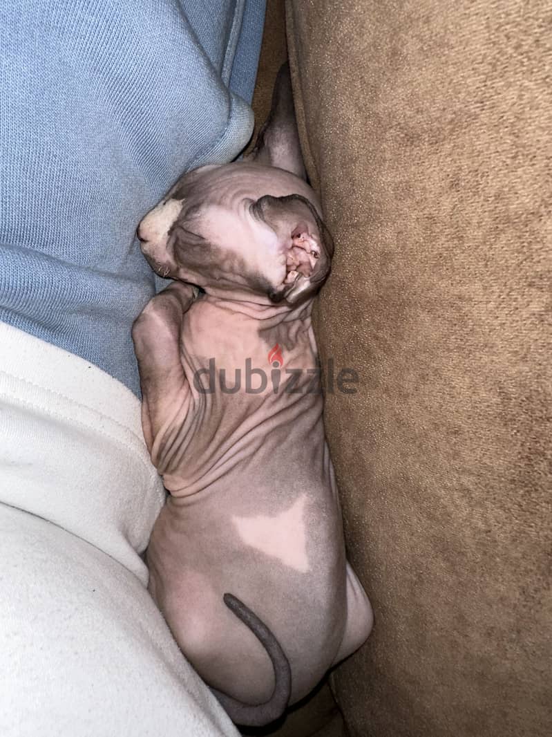 Sphynx Kitten 1