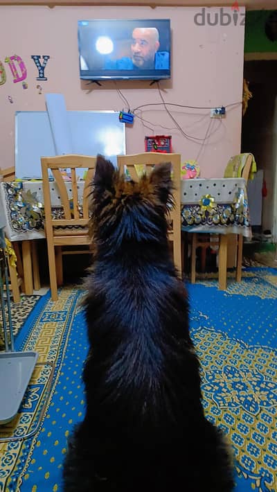 كلب جيرمن شيبرد للبيع